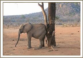 Orwa scratching on a tree