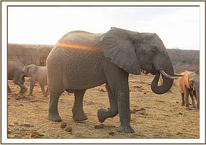 Napasha coming to greet the orphans an keepers