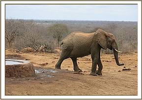 Napasha drinking water