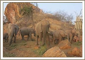 Wild elephants, Napasha and the orphans