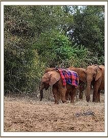 Little Musiara also charging around