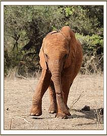 Enkesha with her healing trunk