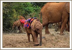 Tiny little Musiara