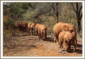 Musiara leading the way