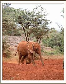 Sattao running in for his milk