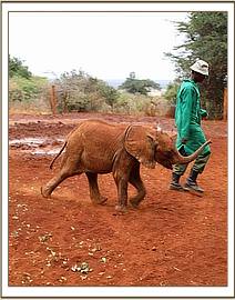 Sattao yelling for his milk