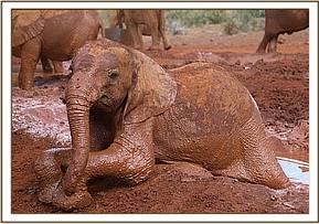Ndiwa really enjoying her mud bath