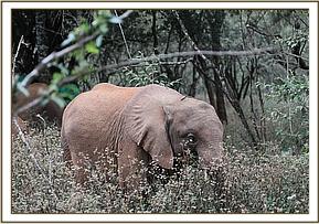 Sagala browsing deep in the forest