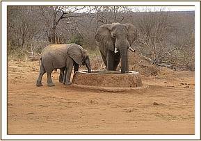 Lualeni & Kora next to a wild elephant