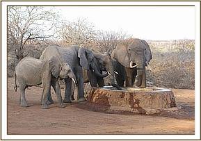Zurura, Nasalot, Napasha & wild elephant