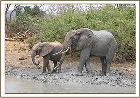 Naserian with a wild elephant