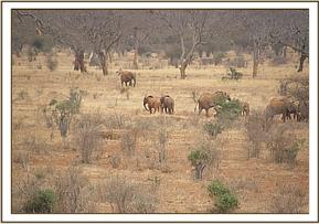 Suswa and Arruba with a wild calf