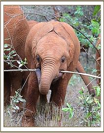 Ambo chewing on a stick