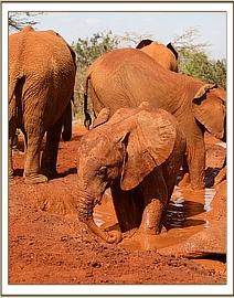 Ndiwa having a lovely mud bath