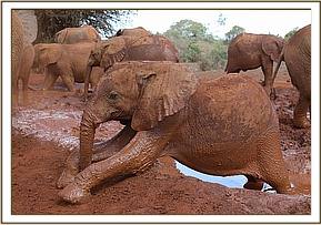 Ndiwa playing and coming out of the mud bath