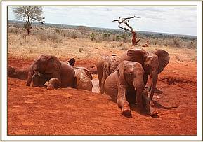 Lesanju leads the others in games