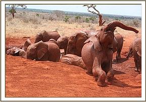Lesanju tossing up her trunk