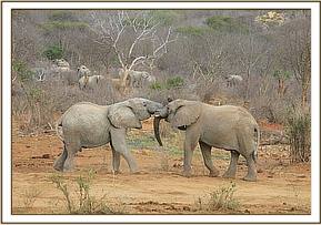Oroko plays with Madiba