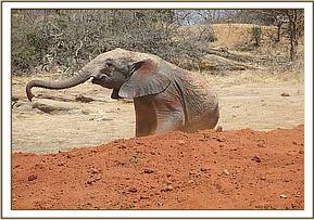Orwa playing in the soil