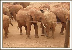 Lesanju among the stockade dependent group