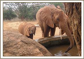 Lempaute with Araba