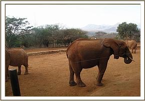 Lesanju enjoys supplements
