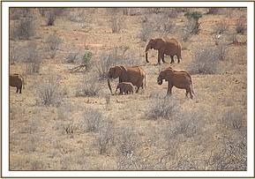 Lesanju follows a wild herd