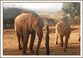 Lesanju enjoying Lucerne pellets