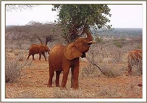 Laikipia investigates a birds nest with her trunk