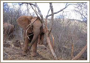 Madiba rubbing against a tree