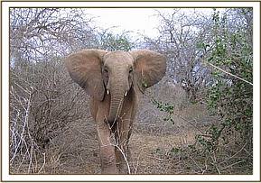 Mulika charging after Selengai got her attention