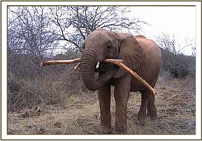 Yatta feeding on a branch