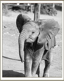 Lempaute with flared ears