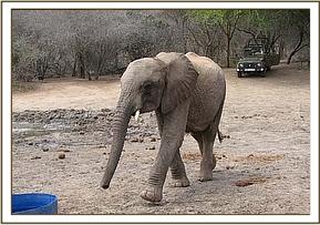 Taita heads to the water bucket for some water