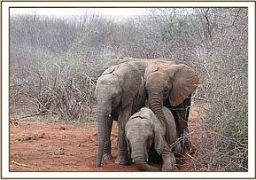 Lualeni, Naserian and Sunyei playing