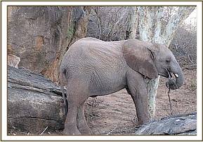 Madiba feeding