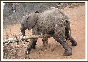 Lualeni scratching
