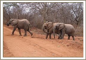 Kinna, Naserian & Sidai crossing a road