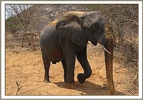 Yatta soil bathing