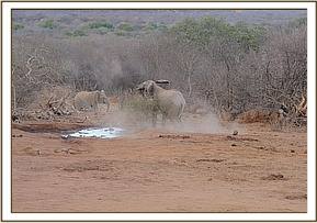 Wendi chasing the wild dogs