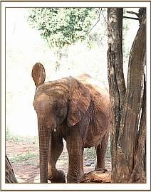 Orwa steps out from behind a tree