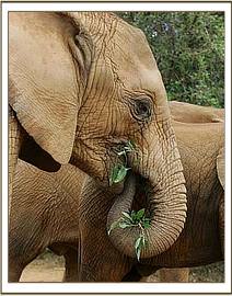 Lualeni having some greens