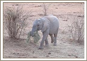 Ithumbah taking her share