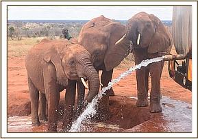 Lesanju, Lempaute and Wasessa drinking