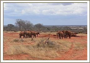Lesanju being blocked by older sister of wild clf