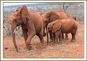 Lesanju pulling babies away from the wild her