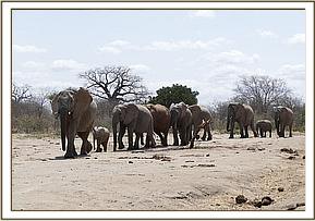 Kinna leading her Ex Orphan herd