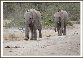 Ukame and Galla coming in for their milk
