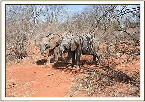 Ukame and Tusuja going to soil dust