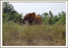 Lualeni plays in the long grass